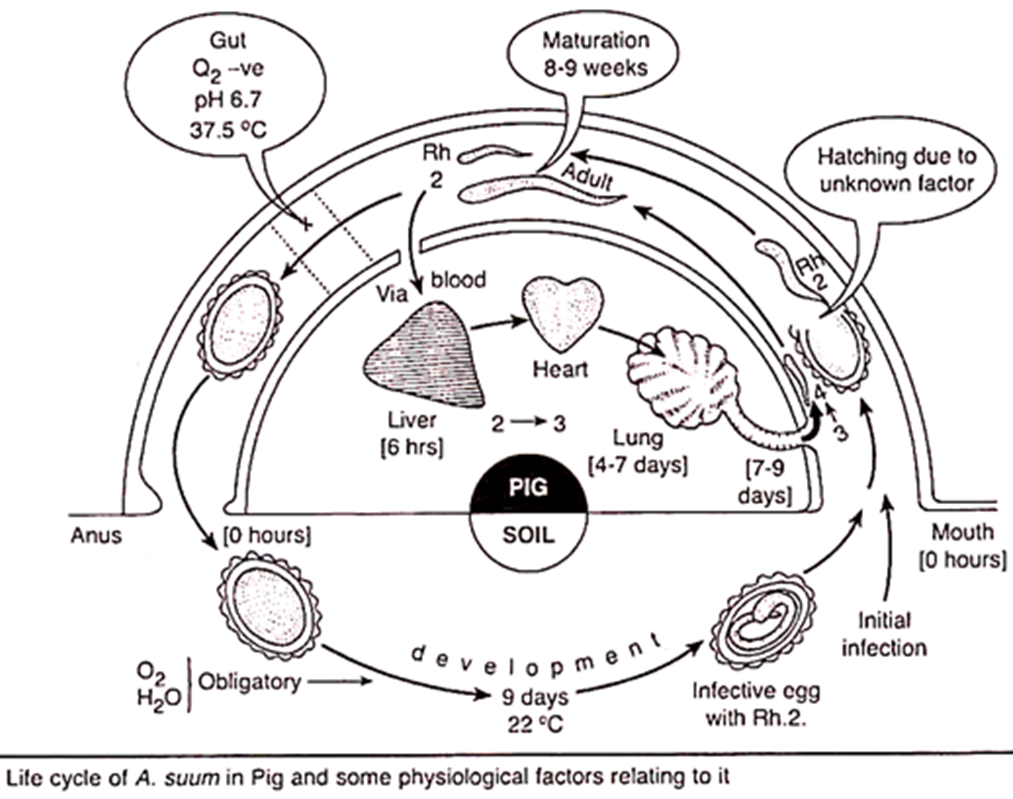 Afbeelding 1. Levenscylus Ascaris suum (bron: Taylor 2007)