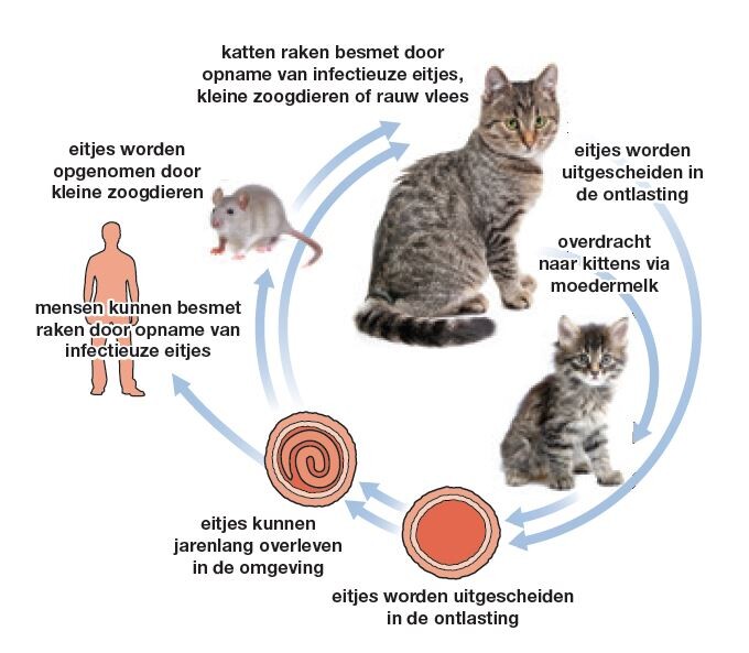 streng Geldschieter Landschap Ontwormen van een kat - Dierenartsencombinatie ZuidOost