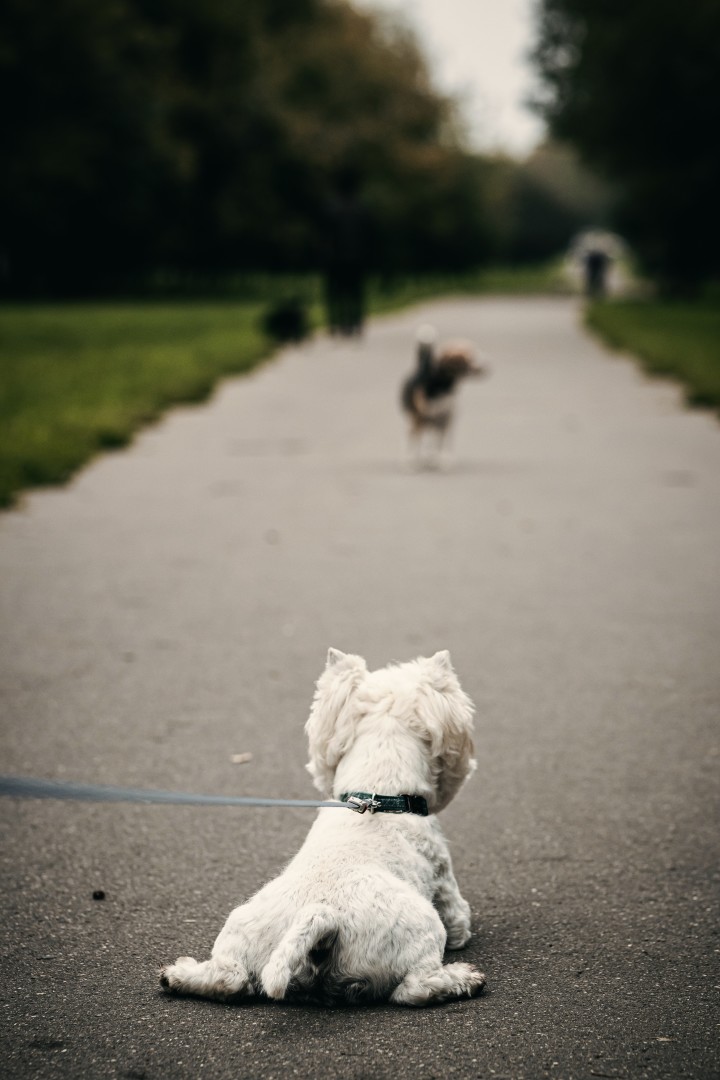 hond uitlaten