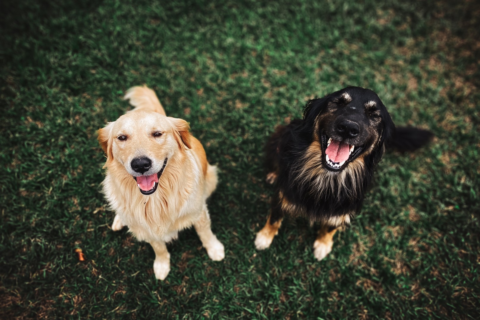 frequentie Terug kijken Fantasie Een hond aanschaffen - Dierenartsencombinatie ZuidOost